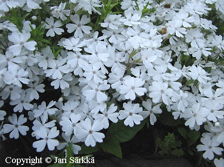 Phlox douglasii 'White Admiral'